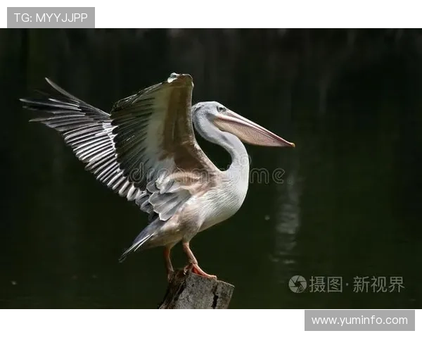 鹈鹕展翼的海岸生态之美传奇